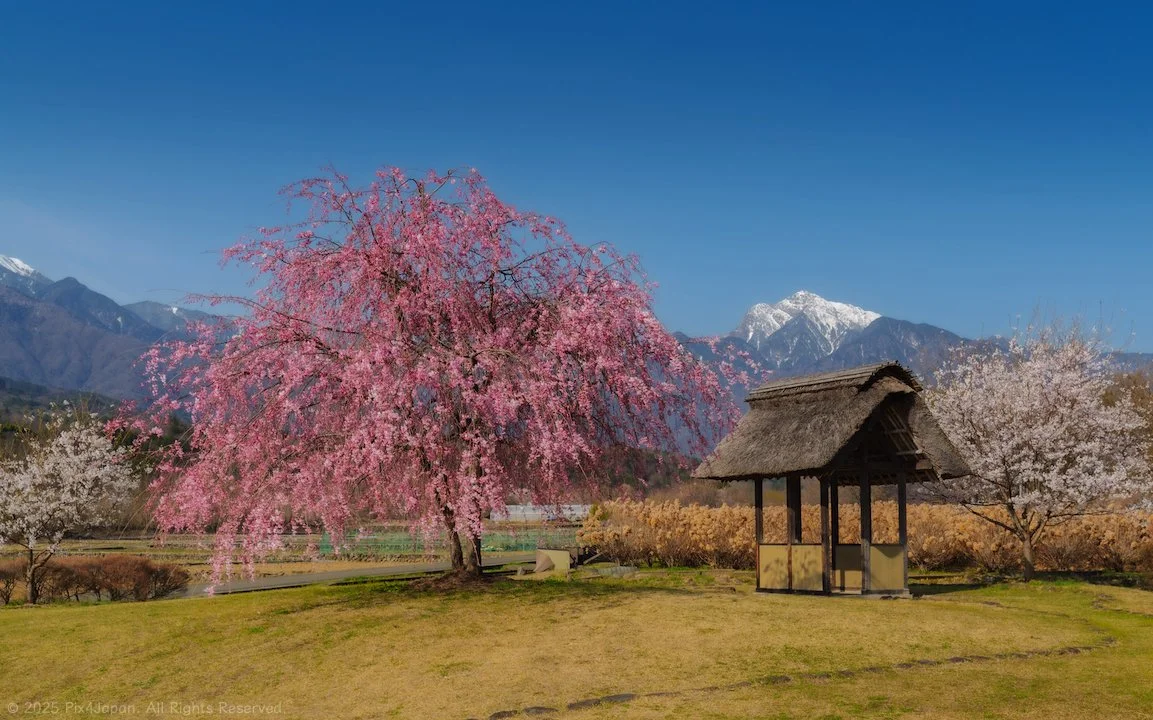 Cherry Blossoms and a Traditional Rest House in Hokuto's